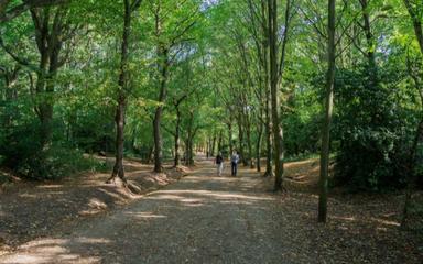 forets royaume-uni carbone