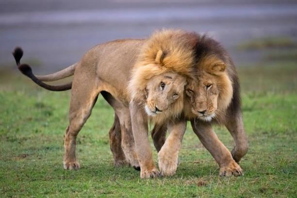 Reintroduction de lions dans la réserve de babanango en afrique du sud