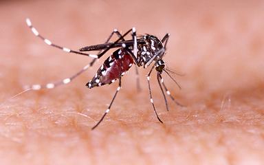 Moustique-Aedes-Aegypti-Dengue-Thailande