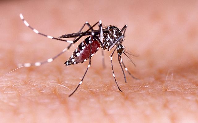 Moustique-Aedes-Aegypti-Dengue-Thailande