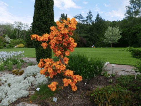 fleur du jardin botanique de Göteborg