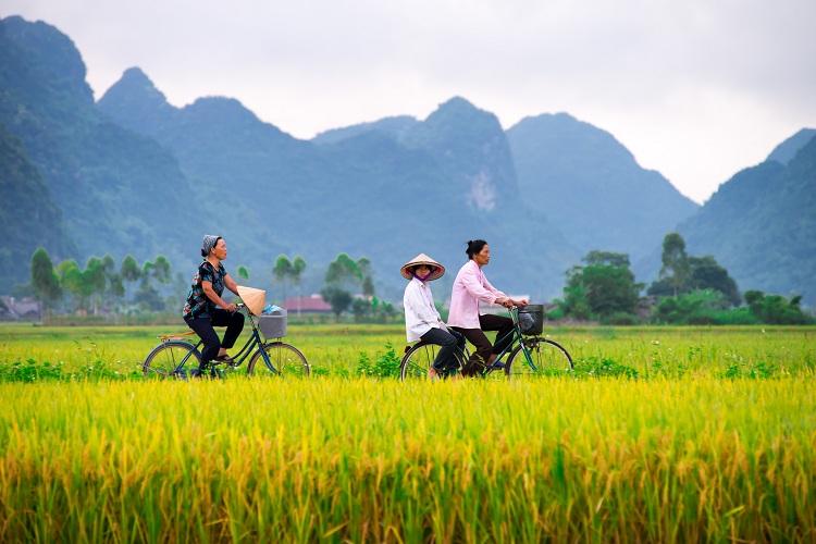 rizière vietnam