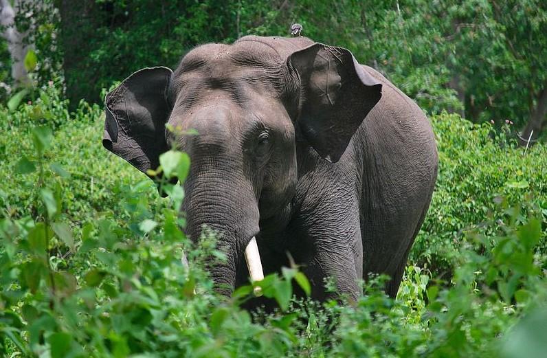 Elephant in Bandipur national park