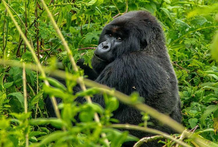 Une faune unique en République du Congo - Photo de Simbi Yvan sur Unsplash