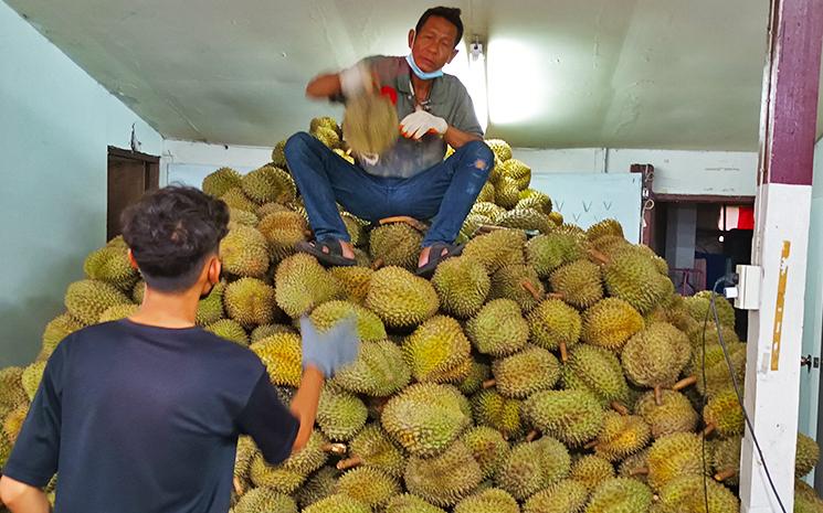 Lance-durian-chiang-mai