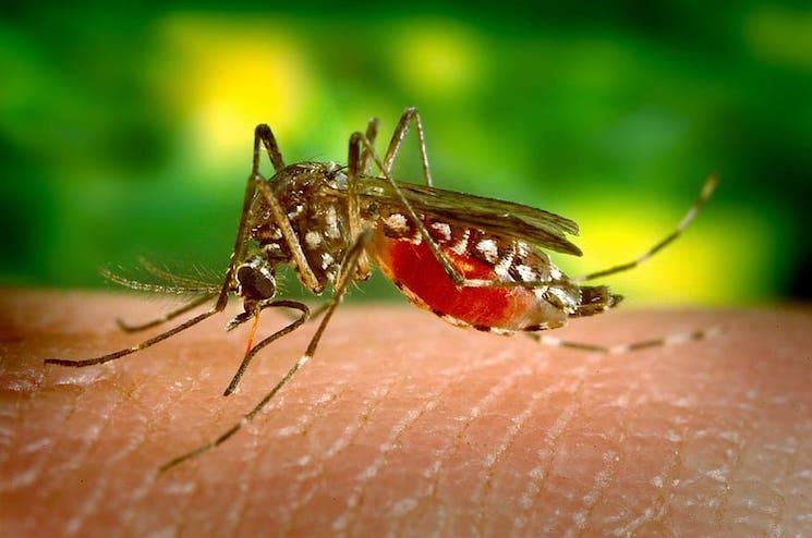 un moustique aedes aegypti propagateur de la dengue