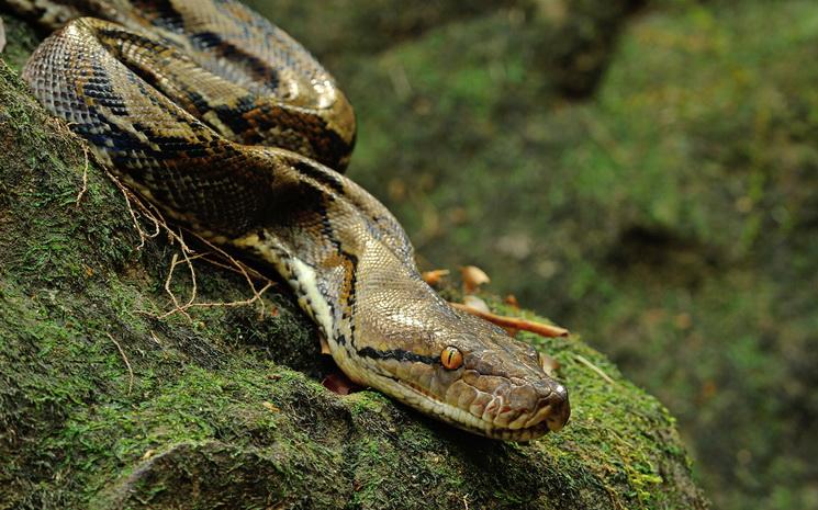 Thaïlande serpents