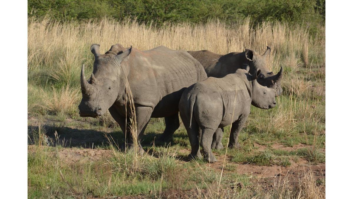 Rhinoceros  libre en  Afrique du Sud