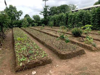 Une pépinière dans le village agricole de Nkouo