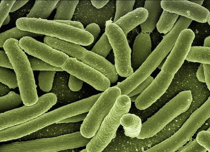 Ecoli bacteria étude espagnole