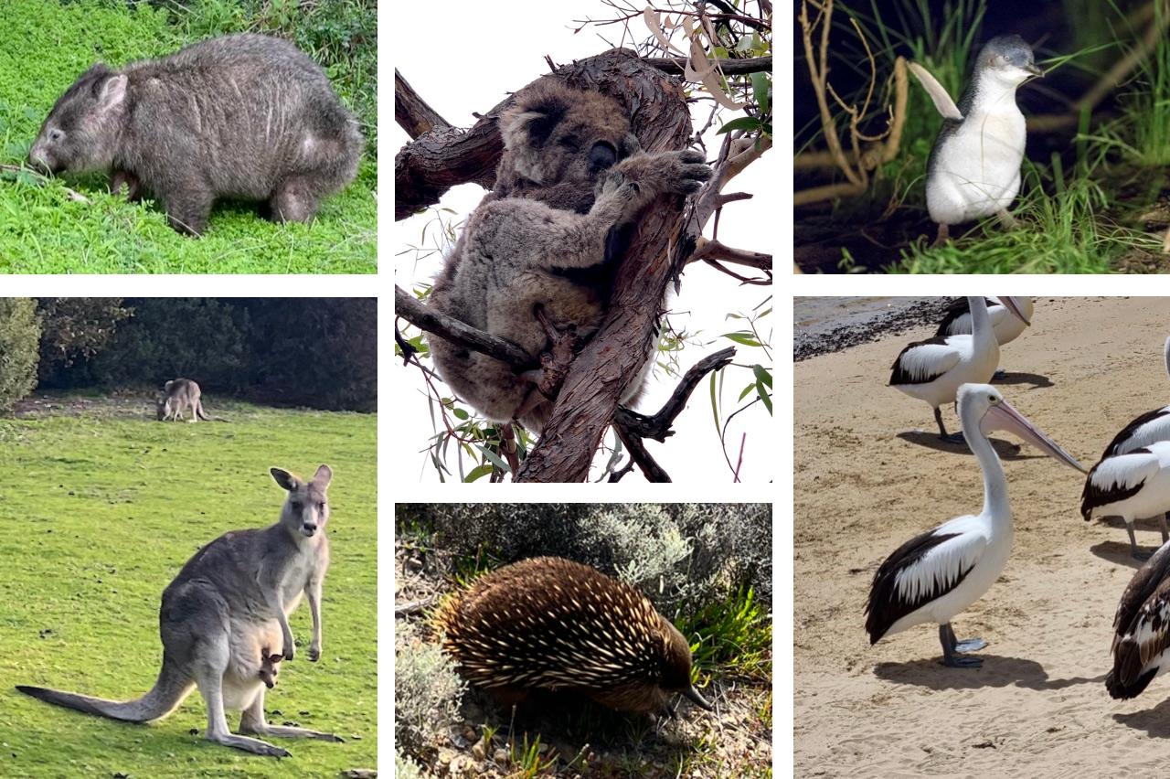 kangourou, koala, wombat, échidné, pingoin nain et pelicans sauvages à proximité de Melbourne