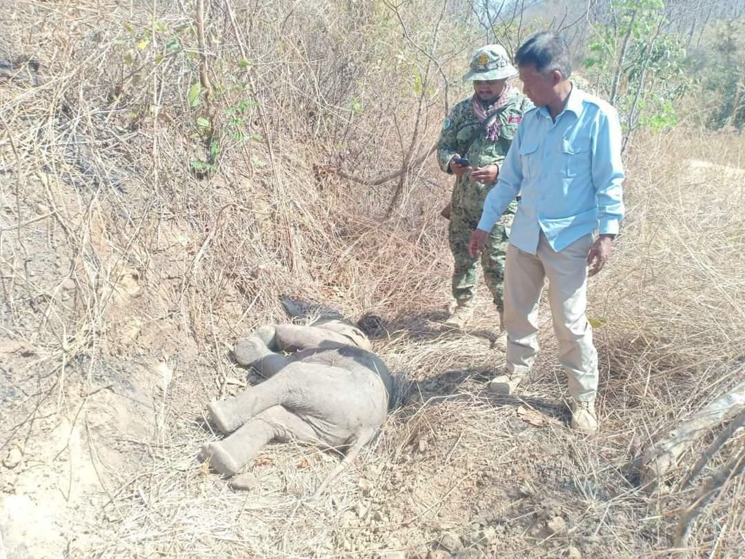 Elephanteau retrouvé abattu dans la province de Mondulkiri