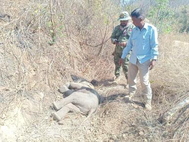 Elephanteau retrouvé abattu dans la province de Mondulkiri