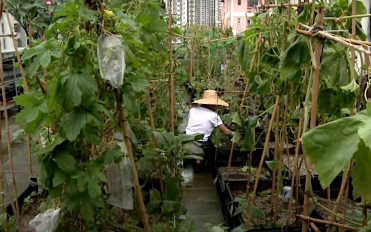 jardinier sur toit Hong Kong