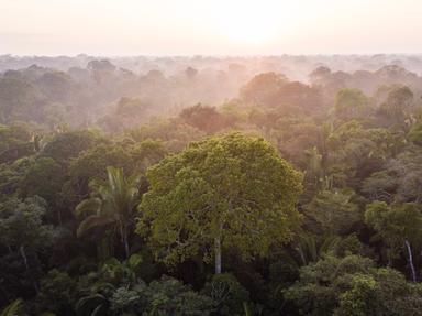 déforestation 4 milliards hectares foret