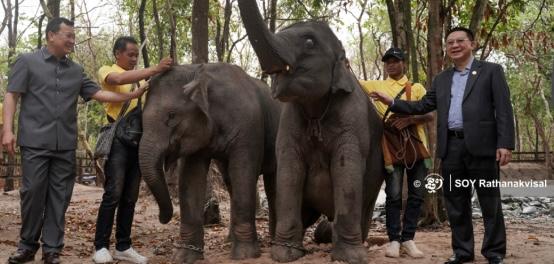 Eléphants Laos/Cambodge Cambodianess