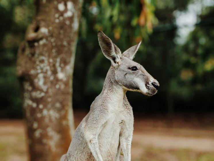 Kangourou de profil à l'Australia Zoo