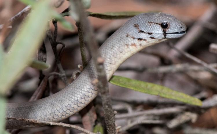 Un lézard apode