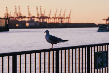 Un oiseau sur une balustrade avec un port de commerce en fond