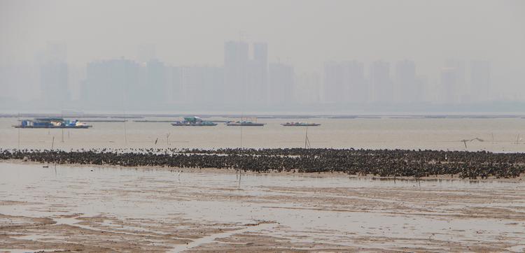 Parc huitres Hong Kong ostréiculture 