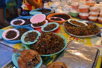 insectes-thailande